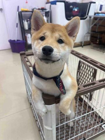 寵物美容師代班、到府寵物美容、到府寵物保姆 - 