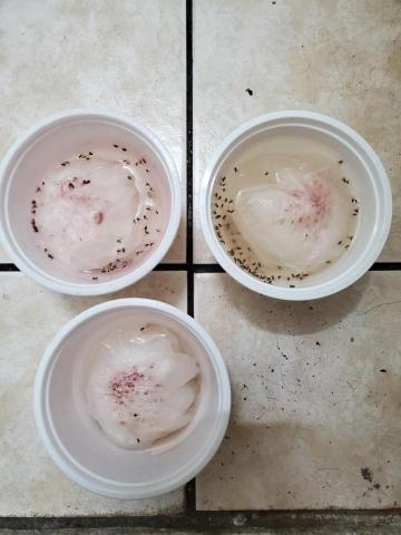 喜若伊生物科技有限公司 - 滅蟲（飛蟲，果蠅）