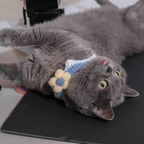 07師傅 - 寵物攝影（幕後花絮）