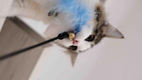 07師傅 - 貓咖隨手拍拍