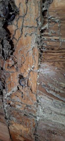 鑫立環保工程行 - 白蟻防治