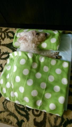 Angel - 我最最最親愛的21年老比熊，每天每夜的照顧，心中無限的感傷，卻也必須做好心理準備。