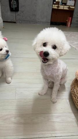 台中海線寵物保姆、寄宿 - Q比：寵物日托