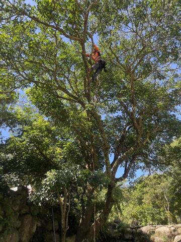 詠森顧問有限公司 - 攀樹修剪