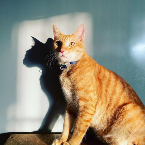 提供配音服務的專家Wei-Ting Huang