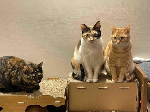 Renee 小妍-三峽專業寵物保姆 - 