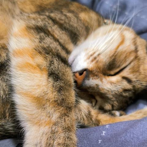 坊英智-國高中物理 - 家裡的貓?
