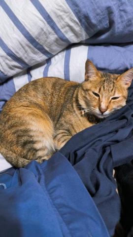 坊英智-國高中物理 - 家裡的貓?
