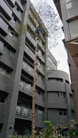 香草熊工坊 - 人工鋸樹