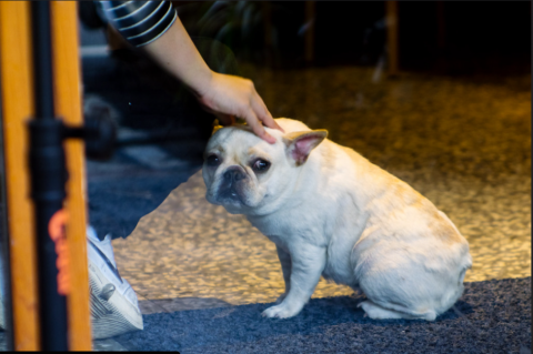 固米 攝影 - JUPITER-9 85mm F2 FED 鏡頭拍攝