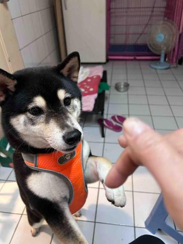 吳小姐 - 朋友的柴犬照顧5天