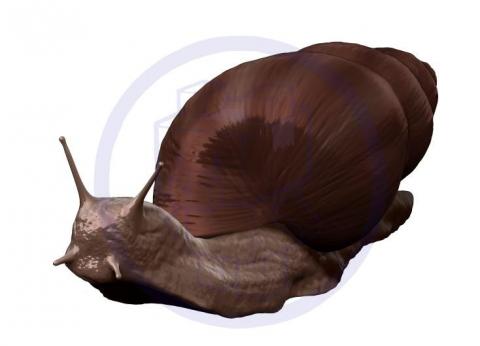 紙箱小熊工作室BoxBearStudio - 