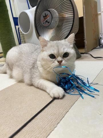 張小姐 - 平常陪貓咪玩～