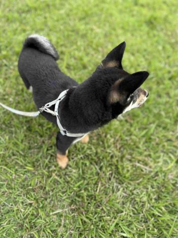 王小姐寵物陪伴house - 小柴-汪醬