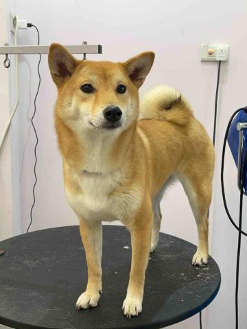 寵物美容師代班、到府寵物美容、到府寵物保姆 - 