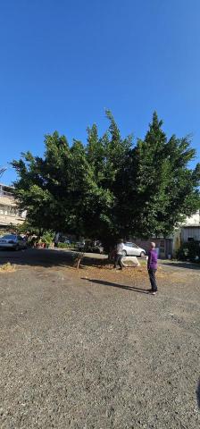 圓禧景觀有限公司 - 榕樹修剪