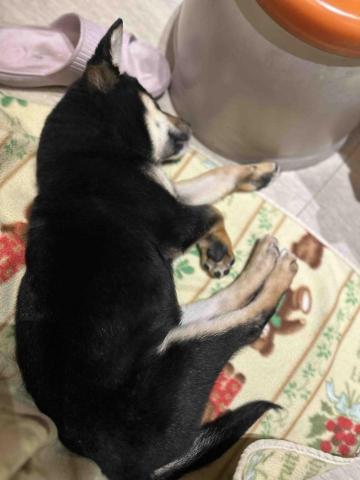 王小姐寵物陪伴house - 小柴-汪醬 睡?