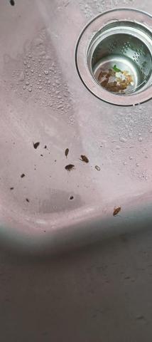 大佶環衛 - 德蟑