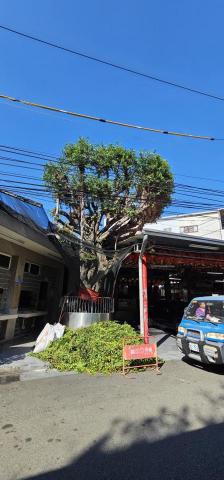 圓禧景觀有限公司 - 土地公廟榕樹修剪-後