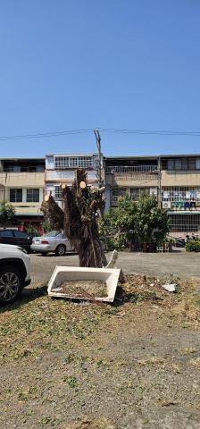 圓禧景觀有限公司 - 榕樹修剪-後