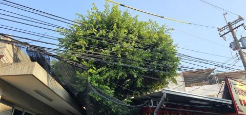 圓禧景觀有限公司 - 土地公廟榕樹修剪-前