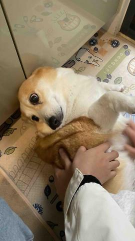 千牽寵物保姆公司 - 