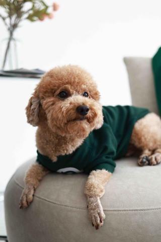 Jireh Consulting Agency - 寵物品牌形象照｜策劃、拍攝