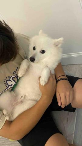 千牽寵物保姆公司 - 