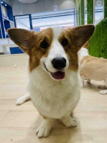 毛大叔狗私塾 - 很乖巧粘人熱情的Bobby 
#狗學生 毛大叔狗私塾 - 很乖巧粘人熱情的Bobby 
#狗學生