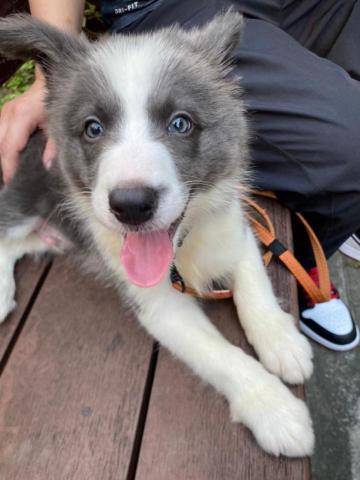 如何訓練你的狗-湯頭拔 - 