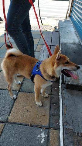 如何訓練你的狗-湯頭拔 - 