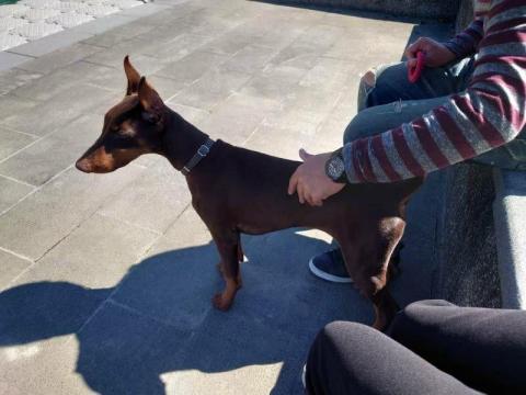 如何訓練你的狗-湯頭拔 - 