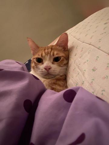 Chang YA Hui - 哥哥養的貓