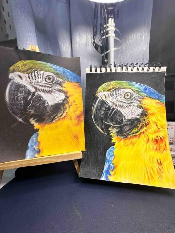 林螢萱個人工作室 - 金剛鸚鵡