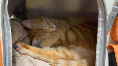 官尚嫻 - 家裡的胖橘