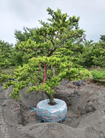 玩創藝樹 - 案例分享 斷根移植羅漢松