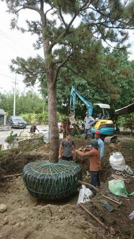 玩創藝樹 - 案例分享百年黑松 斷根移植