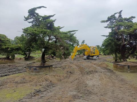 玩創藝樹 - 案例分享移植老真柏80年
