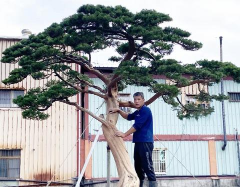 玩創藝樹 - 案例分享 台灣大有普洱茶 定植真柏