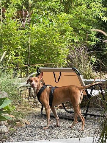 如何訓練你的狗-湯頭拔 - 