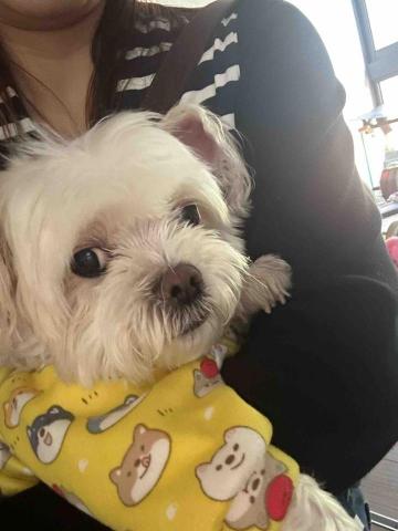 王小姐寵物陪伴house - 豆腐愛撒嬌