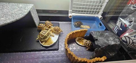 Ginny - 幫忙照顧一隻水龜+5隻陸龜
每日回傳照，並且清潔乾淨整理