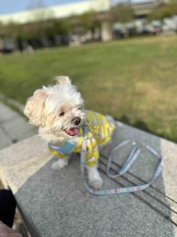 王小姐寵物陪伴house - 放風照