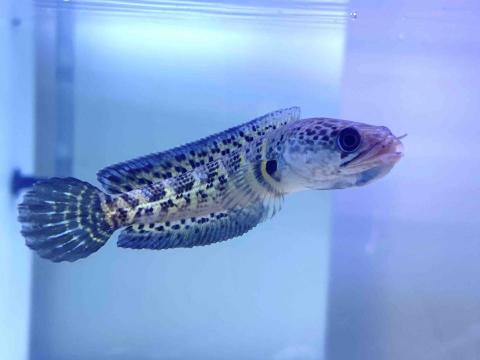 提供寄養服務的專家Fan