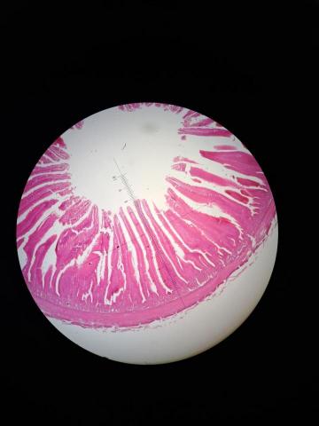 龔冠瑋 - 小雞腸道組織的切片