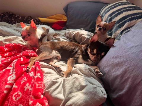 藝奇寵物住宿/安親 - 