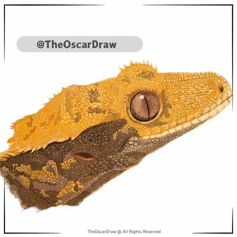 王珮昀 - 寵物繪製，可用於無框畫、手機殼等&hellip;