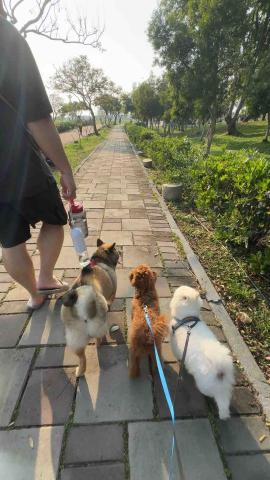 台中海線寵物保姆、寄宿 - 寵物日托、寄宿散步