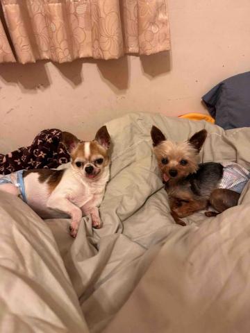 藝奇寵物住宿/安親 - 