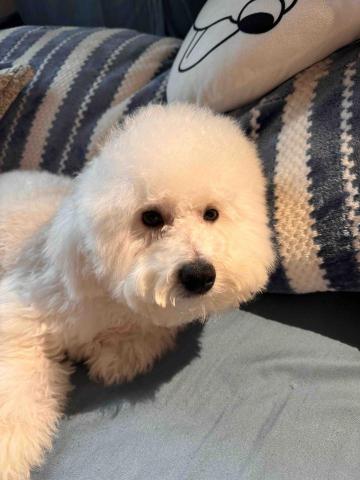 藝奇寵物住宿/安親 - 